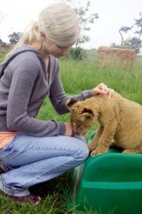 Lion kisses at the Lion and Rhino Park in South Africa